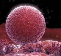 做试管婴儿成功经验