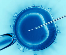 试管婴儿只放一个胚胎