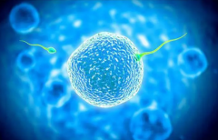 伊朗试管婴儿移植后应吃什么水果好