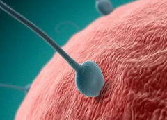 做试管婴儿一次成功率是多少，伊朗试管婴儿